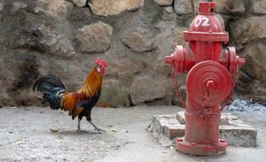 Cocks