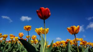 The spring is in the air