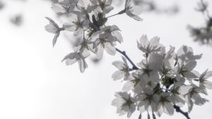 Cherries in blossom