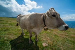 Alpine cow