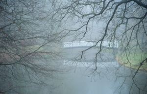 Fog in Elswout