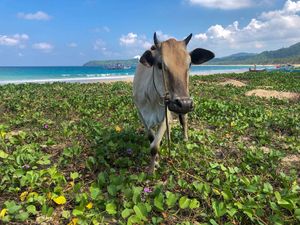 Beach cow