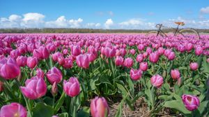 Lisse