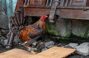 Powerbird
