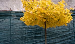 Autumn leafs