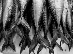 Fish tails