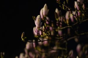 Magnolia
