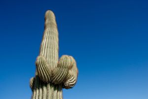 Friendly cactii