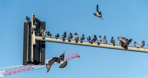 Busy airspace
