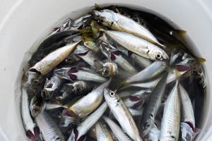 Fresh fish
