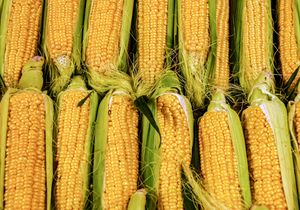 Corn cobs