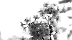 Cherries in blossom
