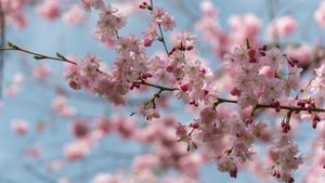 Pink and blue