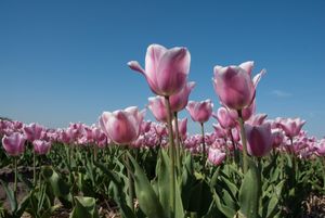 Pink tulips