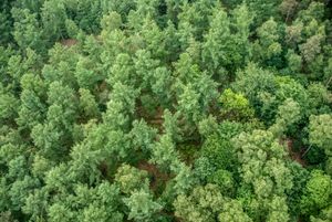 Green forest