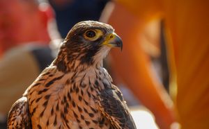 Bird of prey