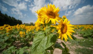 Sunflowers field
