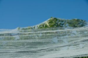 Voile 2