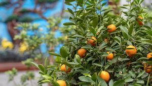 Tangerines
