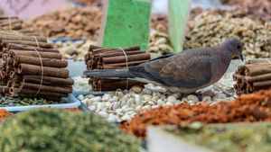 Pigeons and cinnamon