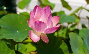 Pink lotus