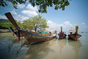 Mangroves