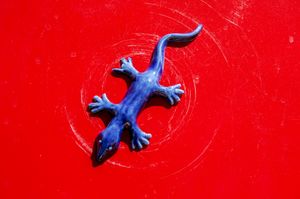 A gekko on a red surface