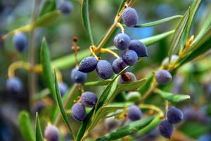 Blue olives