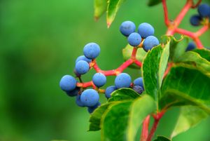 Green, Red and Blue