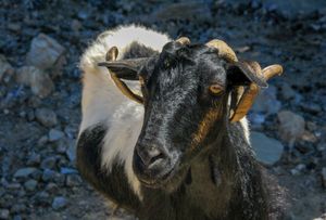 Mountain goat