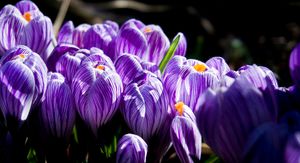 Lente