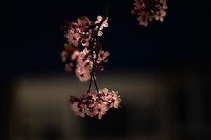 Backlight