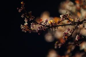 85mm f/1.8 bokeh