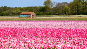 Colors of spring
