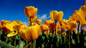 Tulips