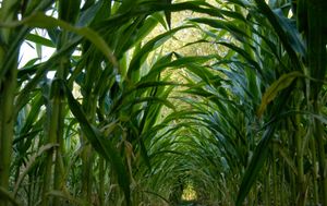 Tunnel of corn