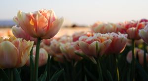 Sunset tulip